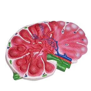 Jackson Global JS00150 Human Lymph Node Model | Incredibly Detailed Model | Two Sided to Show Key Anatomical Features | Features Labelled with Accompanying Key Card
