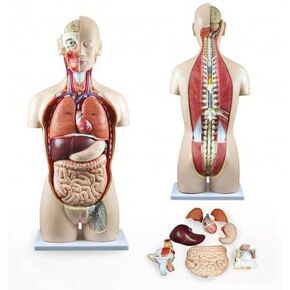 Vision Scientific VAT108-N-DC 27 Parts Dual-Sex Human Torso | Open Back Exposes Muscular Layers, Vertebral Column, Associated Nerve Branches | W Instruction Manual | Thick Zip Dust Cover
