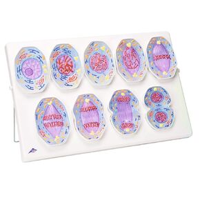 3B Scientific 1013868 R01/1 Mitosis Model with Stand