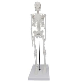 Anatomical Human Skeleton Model, a 17-inch Mini Human Skeleton Model with Movable arms and Legs, a Scientific Model for Studying The Basic Details of The Human Skeletal System