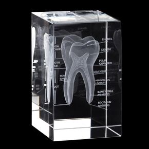3D Crystal Human Tooth Model - Cubic Laser Etched Anatomical Tooth Model for Home and Office Decoration Dentists Gifts