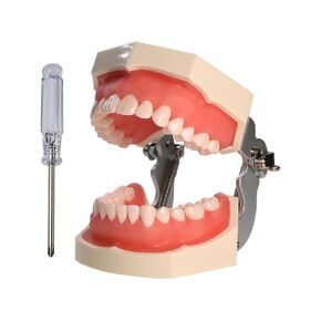 Typodont Teeth Model Kilgore Type Detachable Removable 28pcs Screw-in Teeth Model with Screwdriver Suitable Teaching Dental Students