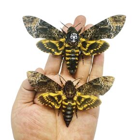 2 Real Death's Head Moths, Acherontia lachesis, Greater Death's Head Hawkmoth, Male and Female Skull Moth, Novel Butterfly Insect specimens (2 Death Head Moth)