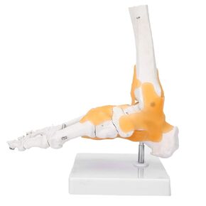 Tgoon Foot and Ankle Model,Adult Foot Ligaments and Joints Anatomical Model,Life Size Human Anatomical Model with Base,for Research Art Reference Halloween Decoration
