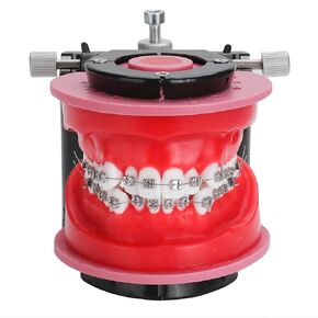 Orthodontic Typodonts Model - Gum Wax Embankment Teeth Practice Model,Orthodontic Repositioning Molds for Teaching and Study