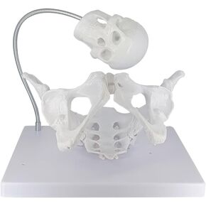Female Pelvis Model with Fetal Skull，Female Pelvis Childbirth Model，Childbirth Education Tools，Childbirth Demonstration Pelvis Model，Midwifery Teaching Model