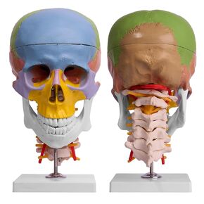 Skull Model, Human Skull Anatomy Model with Cervical Vertebra, Nerves, Arteries, Removable Skull Cap, Articulated Mandible, Teeth and Braces, Colored Life-Size Skull Anatomy Model