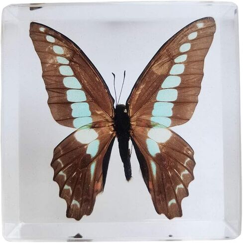 Real Butterfly Insect Specimens in Resin Paperweight Crafts, Animal Taxidermy Collection for Science Education & Desk Ornament (Butterfly-01) in Saudi Arabia