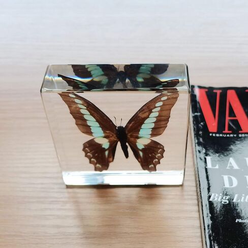 Real Butterfly Insect Specimens in Resin Paperweight Crafts, Animal Taxidermy Collection for Science Education & Desk Ornament (Butterfly-01) in Saudi Arabia