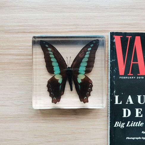 Real Butterfly Insect Specimens in Resin Paperweight Crafts, Animal Taxidermy Collection for Science Education & Desk Ornament (Butterfly-01) in Saudi Arabia