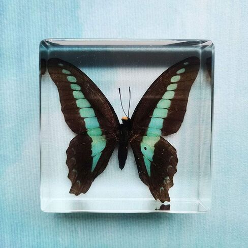 Real Butterfly Insect Specimens in Resin Paperweight Crafts, Animal Taxidermy Collection for Science Education & Desk Ornament (Butterfly-01) in Saudi Arabia