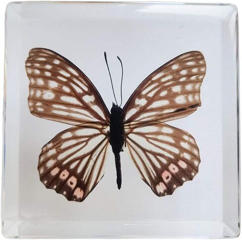 Real Butterfly Insect Specimens in Resin Paperweight Crafts, Animal Taxidermy Collection for Science Education & Desk Ornament (Butterfly-01) in Saudi Arabia