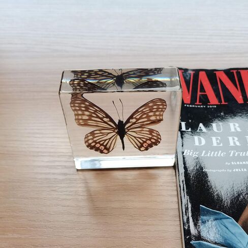 Real Butterfly Insect Specimens in Resin Paperweight Crafts, Animal Taxidermy Collection for Science Education & Desk Ornament (Butterfly-01) in Saudi Arabia
