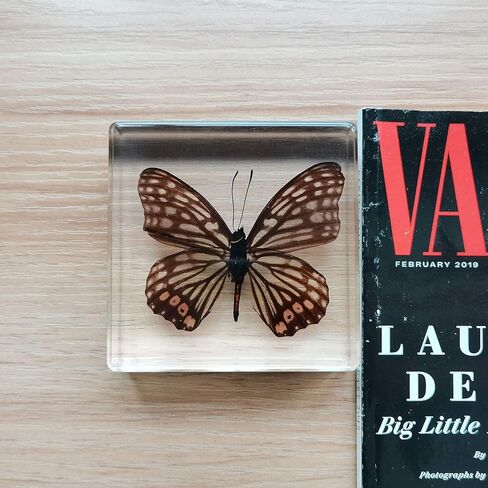 Real Butterfly Insect Specimens in Resin Paperweight Crafts, Animal Taxidermy Collection for Science Education & Desk Ornament (Butterfly-01) in Saudi Arabia