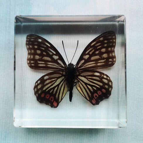 Real Butterfly Insect Specimens in Resin Paperweight Crafts, Animal Taxidermy Collection for Science Education & Desk Ornament (Butterfly-01) in Saudi Arabia