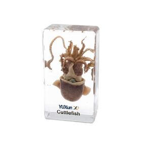 Squid Cuttlefish Animal Specimen in Acrylic Block Paperweights Sea Specimen Science Classroom Specimens for Science Education