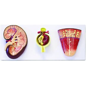 Vision Scientific VAU428 3 Models Set Shows The Basic Structure of Kidney | Enlarged 3X | Bowman’s Capsule 700x and Nephron 120x | Accompanying Key Card