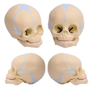 Mini Skull Model, Baby Skull Model, Life-Size Fetal Skull, Medical Teaching and Learning Anatomy Baby Skull Model, Children Learning Education Display Tools