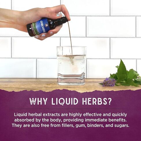 WishGarden Herbs Organic Elderberry Syrup for Kids - Childrens Elderberry Syrup with Black Elderberry, Astragalus, Orange Peel & Honey, Daily Immune Booster for Kids, Children 1+, No Sugar Added, 4oz in Kuwait