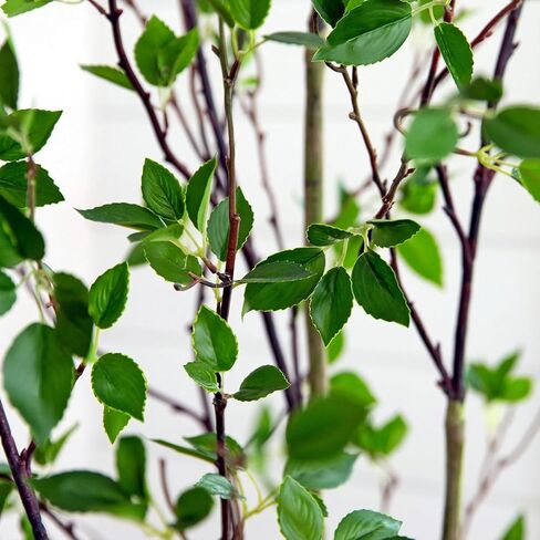 Artificial Citrus Tree 6FT, Minimalist Faux Citrus Potted Plant Fake Tree for Home Office Living Room Bedroom Porch Floor Decor in Kuwait