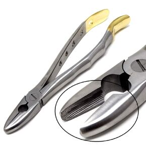Premium Quality Dental Extracting Extraction Forceps MD1, Gold Handle, Stainless Steel
