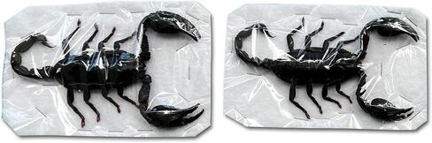 2 Real Large Scorpion Preserved Dried Insect Dead Beetle Bug Unmounted Raw Oddity Taxidermy Entomology Artwork Creepy Aesthetics Spooky Oddities Gothic Home Decor Wall Crafts SCOR-02 in Saudi Arabia