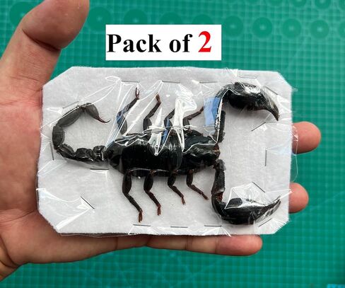 2 Real Large Scorpion Preserved Dried Insect Dead Beetle Bug Unmounted Raw Oddity Taxidermy Entomology Artwork Creepy Aesthetics Spooky Oddities Gothic Home Decor Wall Crafts SCOR-02 in Saudi Arabia