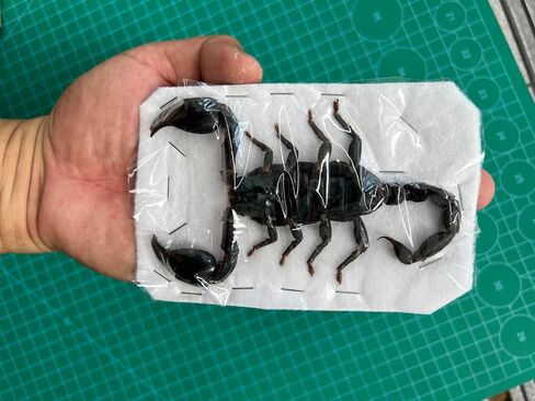 2 Real Large Scorpion Preserved Dried Insect Dead Beetle Bug Unmounted Raw Oddity Taxidermy Entomology Artwork Creepy Aesthetics Spooky Oddities Gothic Home Decor Wall Crafts SCOR-02 in Saudi Arabia