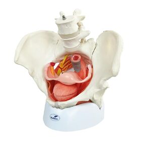 Wellden Medical Anatomical Female Pelvis Model with Sacrum, 2 Lumbar vertabrae W/Removable Organs, 6-Part, Life Size, W/Perineal Nerves and Artery, Periformis Muscle and Sciatic Nerve, Newest Feature