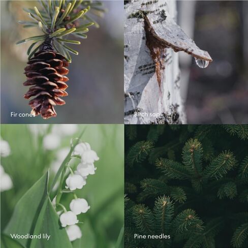 Skandinavisk Skog ‘Forest’ Scent Diffuser with 8 Scents, Lasts +3 Months, Scent Notes: Black Tea and Mint Leaves, Dried Apples and Baked Cinnamon, 3.38 fl. oz. in Kuwait