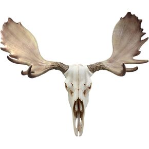 Ebros Czar North American Bull Moose Skull Wall Decor 22"Wide Wall Mount Plaque Sculpture Figurine