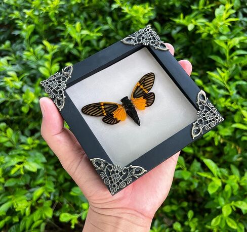 Real Butterfly Wooden Frame Sunset Moth Shadow Box Dried Insect Lover Taxidermy Dead Bug Specimen Handmade Display Wall Decor Living Home K14-29-NEM in Saudi Arabia