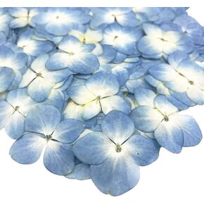 12Pcs Blue Preserved Dried Flowers Plant, Wide Applications Dried Pressed Flowers and Leaves, Pressed Dried Flower Plant Specimen Epoxy Resin Phone Decor DIY Accessory, Papermaking Supplies