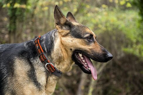 Pets First NFL San Francisco 49ers Licensed PET COLLAR, Large - Heavy-Duty, Strong, and Durable Dog Collar. Available in 31 Football Teams and 4 Sizes in Saudi Arabia