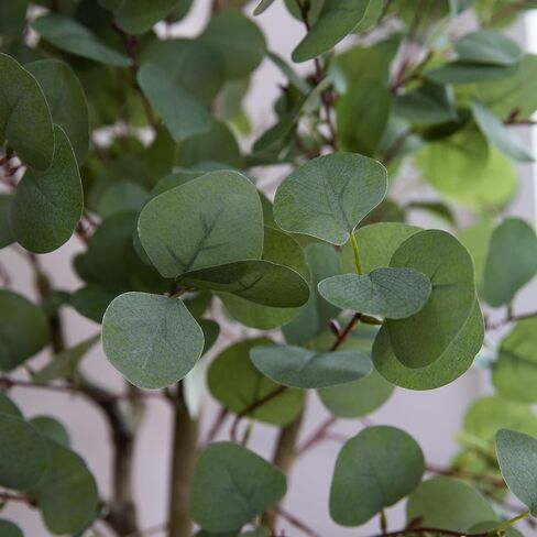 Nearly Natural 6ft. Artificial Eucalyptus Tree with White Decorative Planter in Saudi Arabia