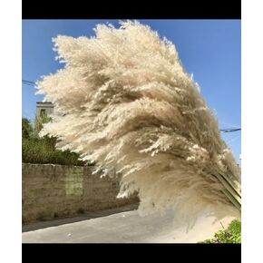 Pampas Grass, 4 Pieces, 40 inches Tall, Fluffy and Full