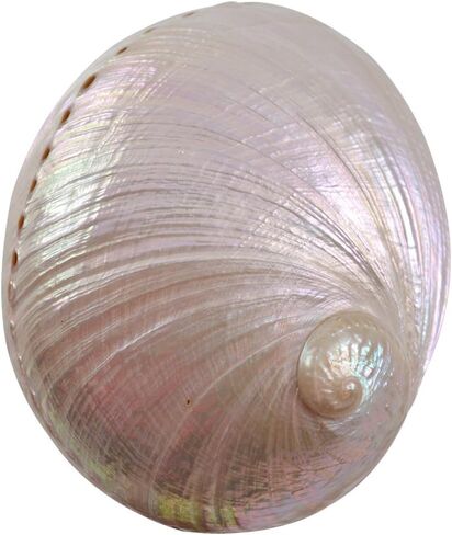 Large Abalone Pearled Shell 5" | Smudging Tool | Incense Burner | Coastal Beach Home Decor & Display in Saudi Arabia