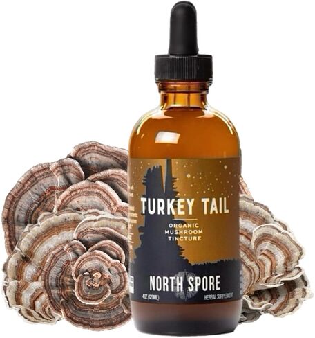 North Spore Organic Turkey Tail Tincture | Mushroom Supplement for Immune Wellness | Sustainably Grown & Confirmed for Potency | Trametes Versicolor Extract | Vegan, Non-GMO - 4oz in Saudi Arabia