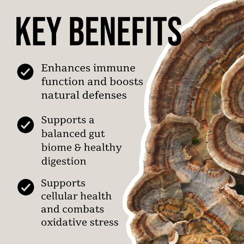 North Spore Organic Turkey Tail Tincture | Mushroom Supplement for Immune Wellness | Sustainably Grown & Confirmed for Potency | Trametes Versicolor Extract | Vegan, Non-GMO - 4oz in Saudi Arabia