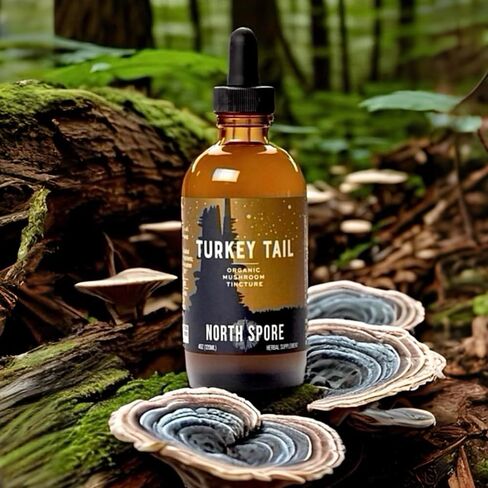North Spore Organic Turkey Tail Tincture | Mushroom Supplement for Immune Wellness | Sustainably Grown & Confirmed for Potency | Trametes Versicolor Extract | Vegan, Non-GMO - 4oz in Saudi Arabia