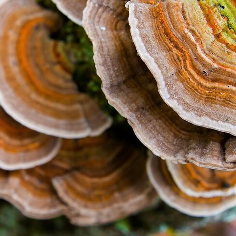 North Spore Organic Turkey Tail Tincture | Mushroom Supplement for Immune Wellness | Sustainably Grown & Confirmed for Potency | Trametes Versicolor Extract | Vegan, Non-GMO - 4oz in Saudi Arabia