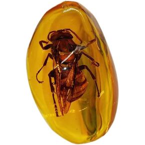 Acxico 2Pcs Beautiful Amber Hornet Fossil Insects Manual Polishing