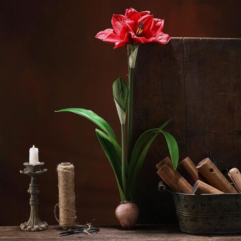 مجموعة من 2 لمبة زهرة الأمارلس لعيد الميلاد، زهرة الأمارلس الاصطناعية، زهور الأمارلس الصناعية، أزهار حمراء، هدية نباتية مع سيقان لطاولة ديكور عيد الميلاد في الأماكن المغلقة، غرفة المعيشة المنزلية، حفلة عيد الميلاد in Kuwait