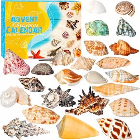 Advent Calendar 2024 Seashells for Kids - 24 Days of Christmas Countdown Gift with Marine Shell Surprises - Educational and Scientific Gifts for Learning - Ideal for Ocean Enthusiasts