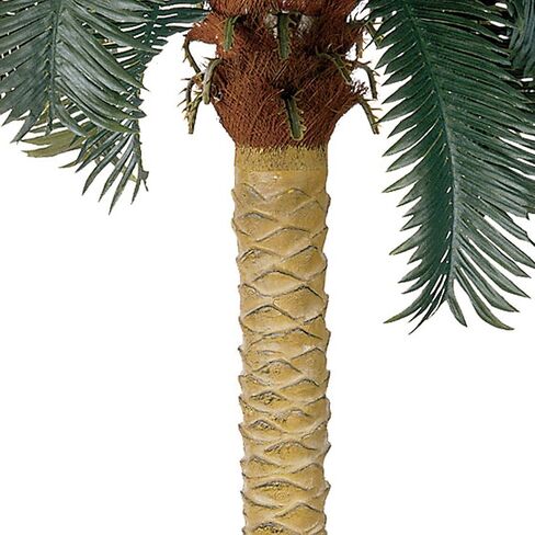 طبيعي تقريبًا 6 أقدام. شجرة حرير نخيل الساجو in Saudi Arabia