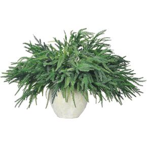 12Pcs Xmas Norfolk Pine Branches, Real Touch Norfolk Pine Branches - 18" Christmas Artificial Pine branches DIY Crafts Faux Christmas Norfolk Pine Branch for Xmas Norfolk Indoor Outdoor Home Decor