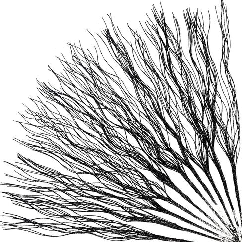 10 PCS Glitter Christmas Picks Sprays Sparkle Curly Ting Branches Decorative Sticks Stems Artificial Curly Wispy Willow Twigs for Christmas Tree Vase Fillers Crafts Garland Home Decor (Black, 10) in Kuwait