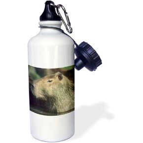 3dRose "Capybara wildlife, Llanos, Venezuela SA20 KSC0009 Kevin Schafer" Sports Water Bottle, 21 oz, White