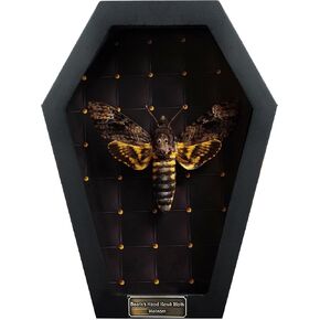 Real Cicada Black Frame Dead Insect Dried Beetle Bug Shadow Box Taxidermy Specimen Display Oddity Curiousity Hanging Wall Tabletop Decor Bookshelf Bedroom Home K12-63-DE
