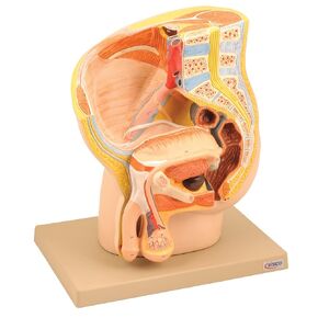 Model Male Pelvis Section - 2 Parts - Eisco Labs